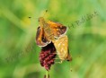 /album/lepkek/hesperia-comma-jpg1/